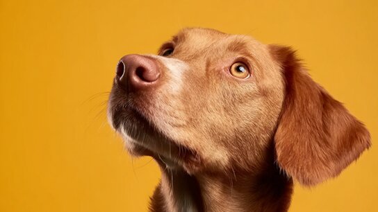 Smart Pet Care Revolution: How to Choose Reliable OEM Smart Feeders for Your Inventory