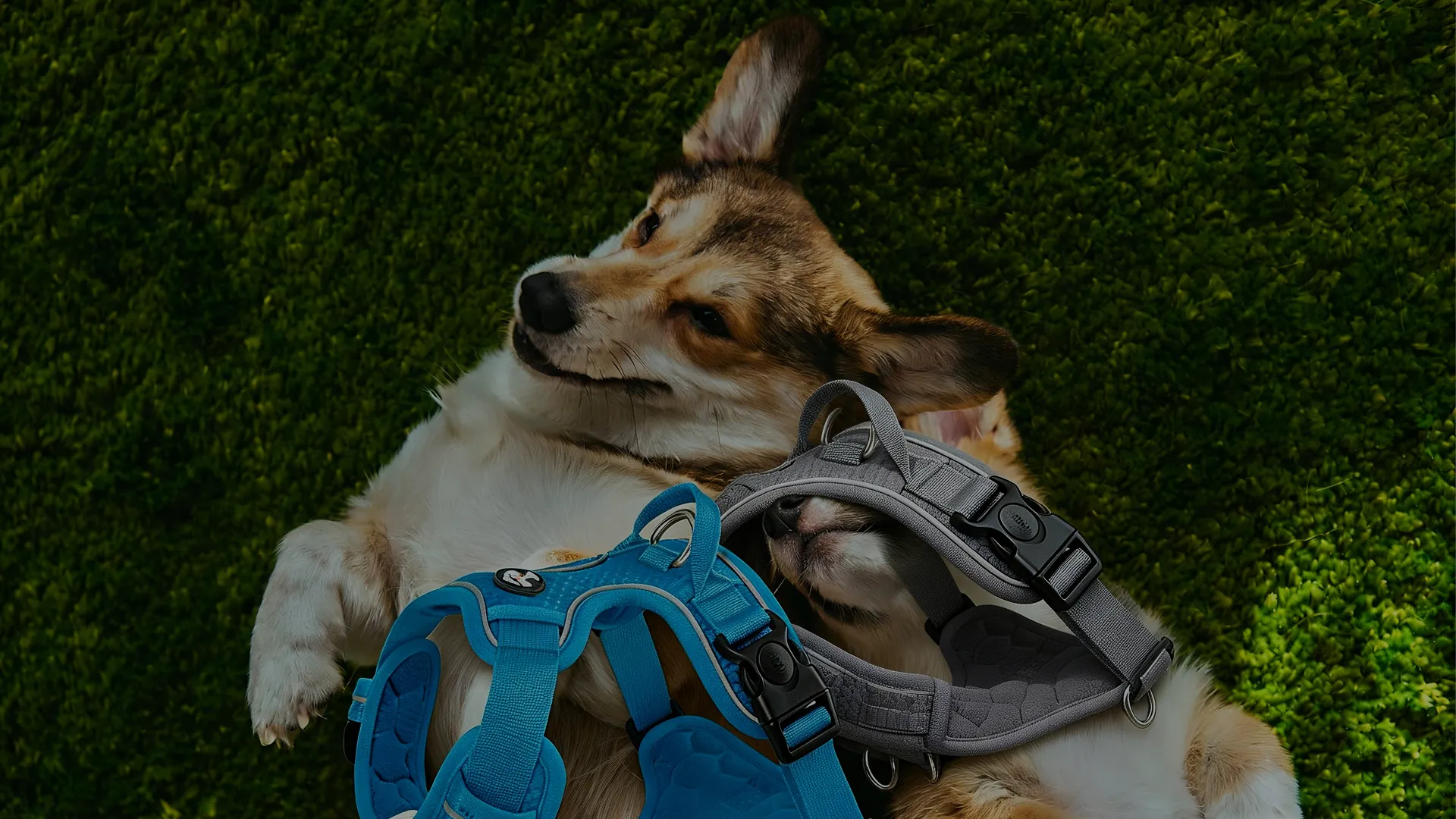 Trusted Pet Products supplies Manufacturer for Modern Living