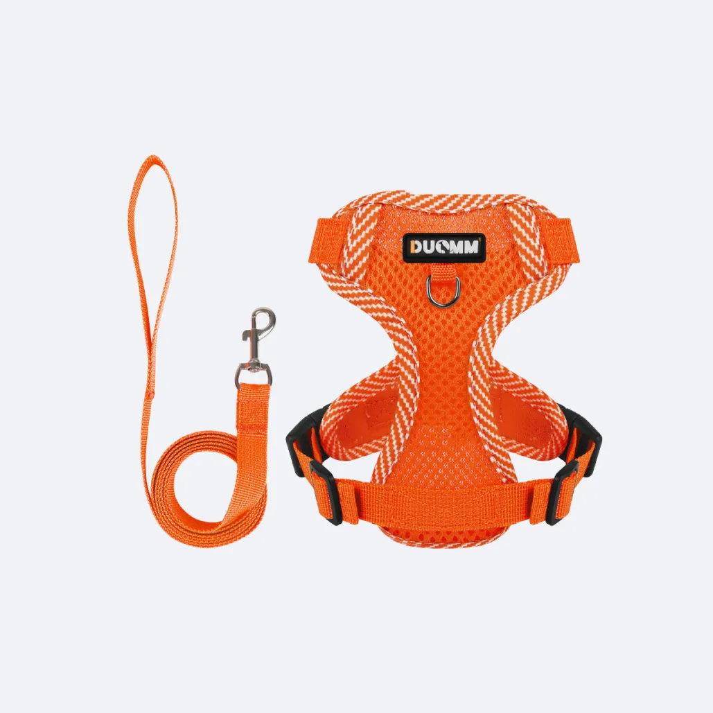 cat halter and leash