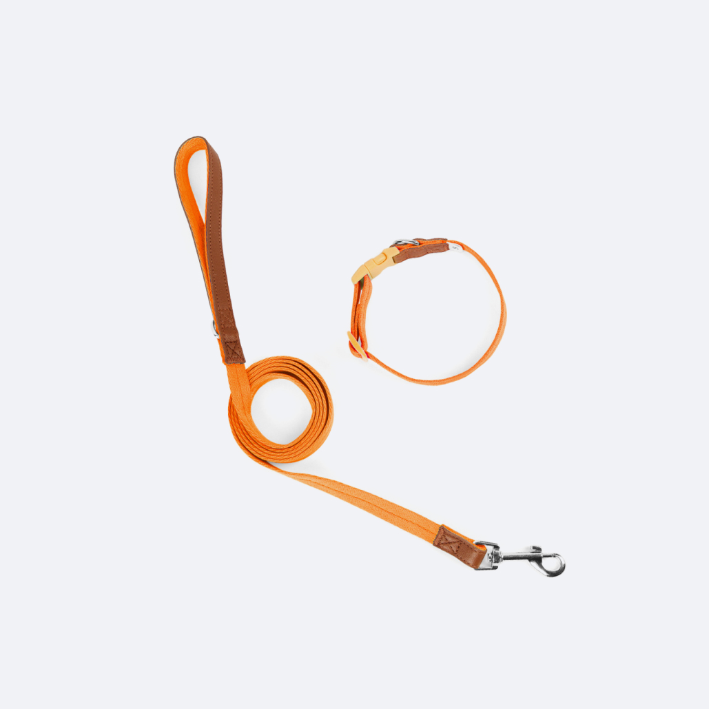 Dog Collar and Leash Set