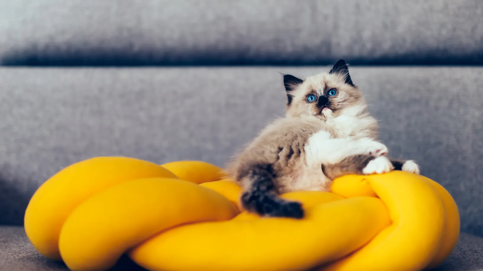 The Ultimate Guide to Sourcing Pet Products from China in 2026: A Manufacturer’s Insider View