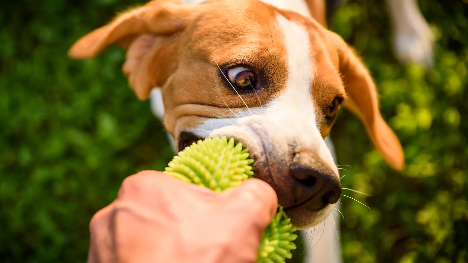 Natural Rubber vs. TPR vs. Vinyl: The Complete Material Science Guide for Pet Toy Brands